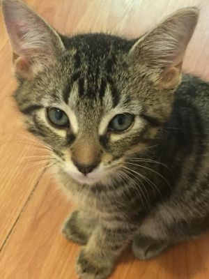 . Nutmeg .