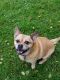 . Lexi **NEEDS FOSTER!** .