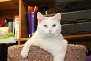 Photo of Spot