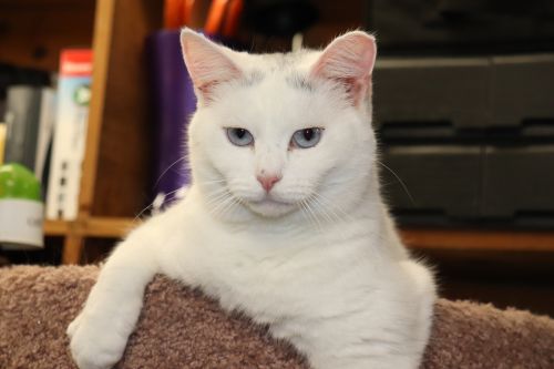 Photo of Spot