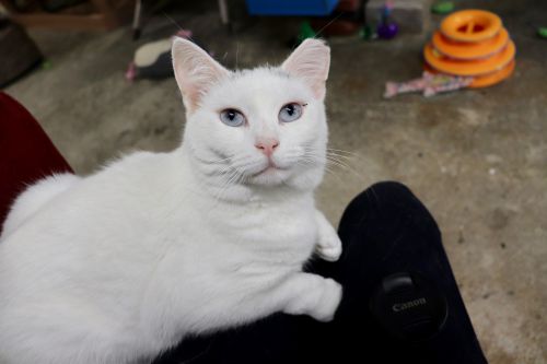 Photo of Spot