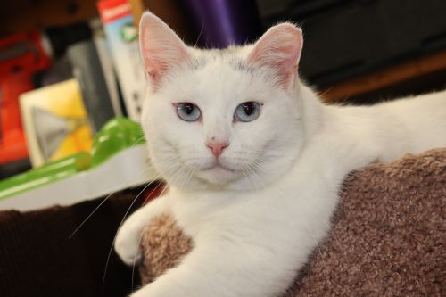 Photo of Spot