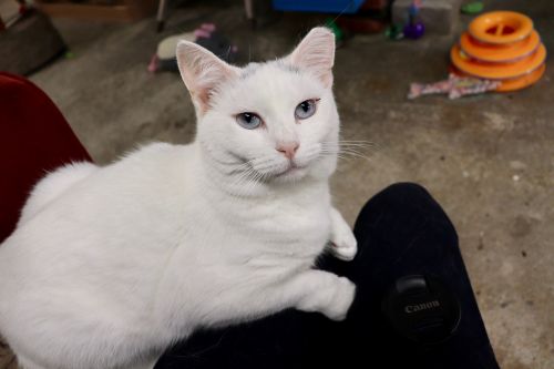 Photo of Spot