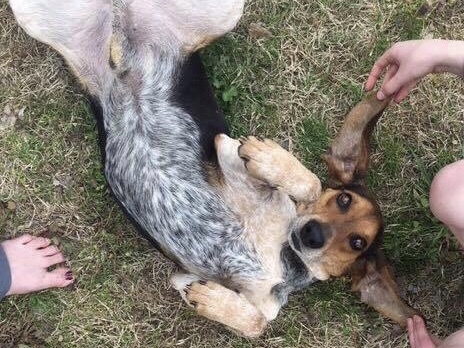 . Sammy the Coonhound Extraordinaire .