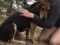 . Sammy the Coonhound Extraordinaire .