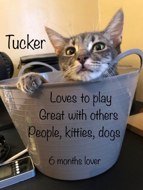 . Tucker .