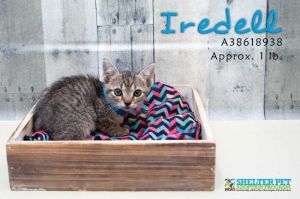 . IRDELL .