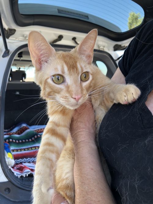 . Emerson, Lap Cat .