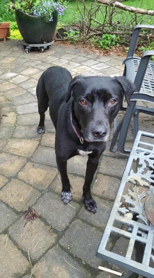 Can You Still Foster A Dog If Pets Not Up To Date On Shots Can You Still Foster A Dog If Pets Not Up To Date On Shots