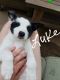 http://photos.petfinder.com/photos/pets/41861663/1/?bust=1528642343&width=60&-pnt.jpg