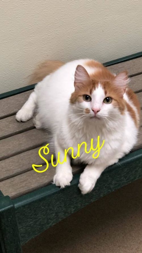 . Sunny .