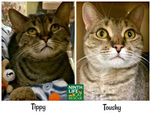 . Tippy & Toushy .