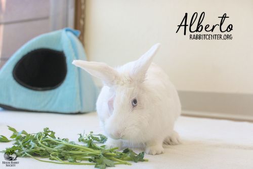 . Alberto .