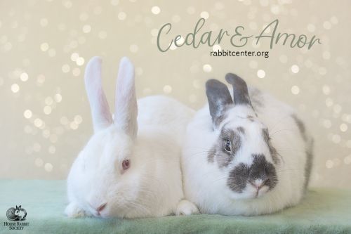. Cedar & Amor .