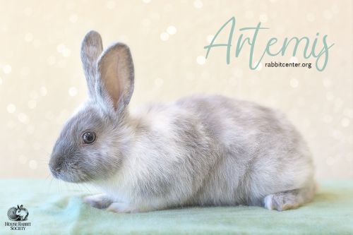 . Artemis .