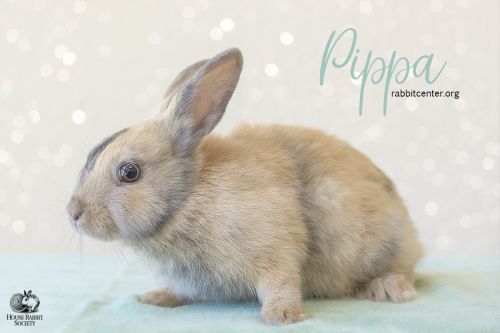 . Pippa .