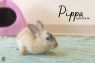 . Pippa .