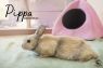 . Pippa .