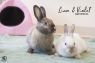. Violet & Liam .