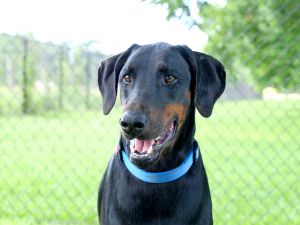 . Harvey - Doberman .