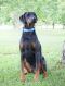 . Harvey - Doberman .