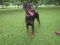 . Harvey - Doberman .