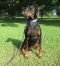 . Harvey - Doberman .