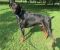 . Harvey - Doberman .