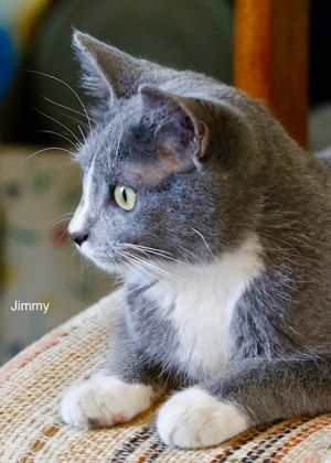 . Jimmy .