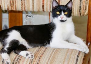 . Penny (10 Months Old) .