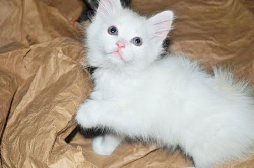 . Lambchop .