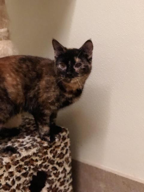 . Laurel - tortie! .