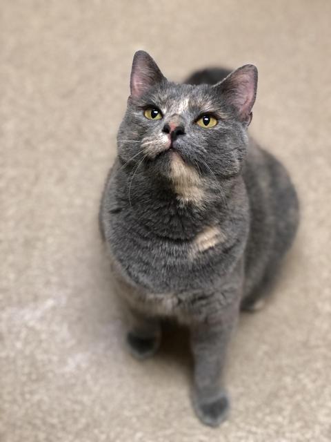 . Dusk! Tortie! .