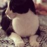 . Flynn .