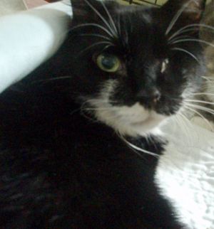 . Blackie .