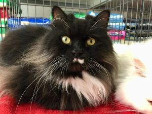 . Charlie (bonded with Santa Paws) .