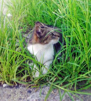 . MamaKitty from Queens Village .