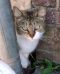 . MamaKitty from Queens Village .
