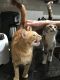 . Dougal & Marmalade .