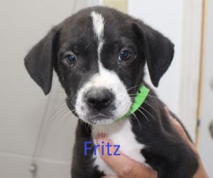 . Fritz .