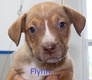 . Flynn .