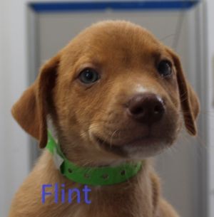 . Flint .