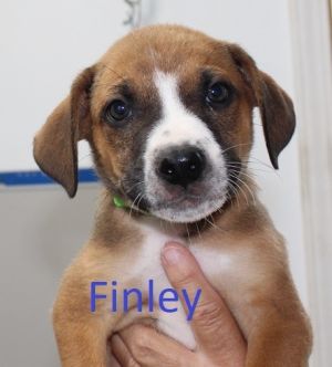 . Finley .