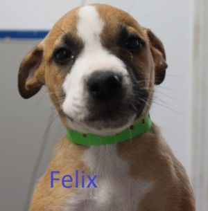 . Felix .
