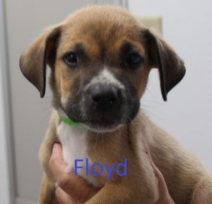. Floyd .