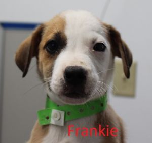 . Frankie .
