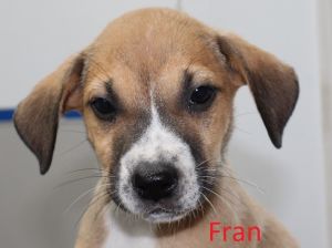 . Fran .