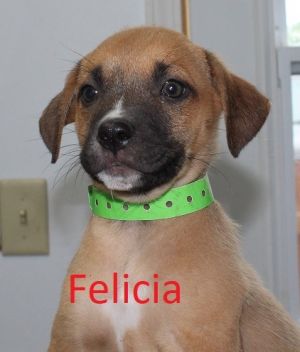 . Felicia .