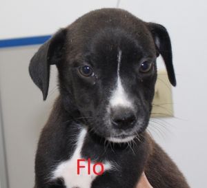 . Flo .