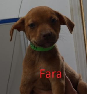 . Fara .